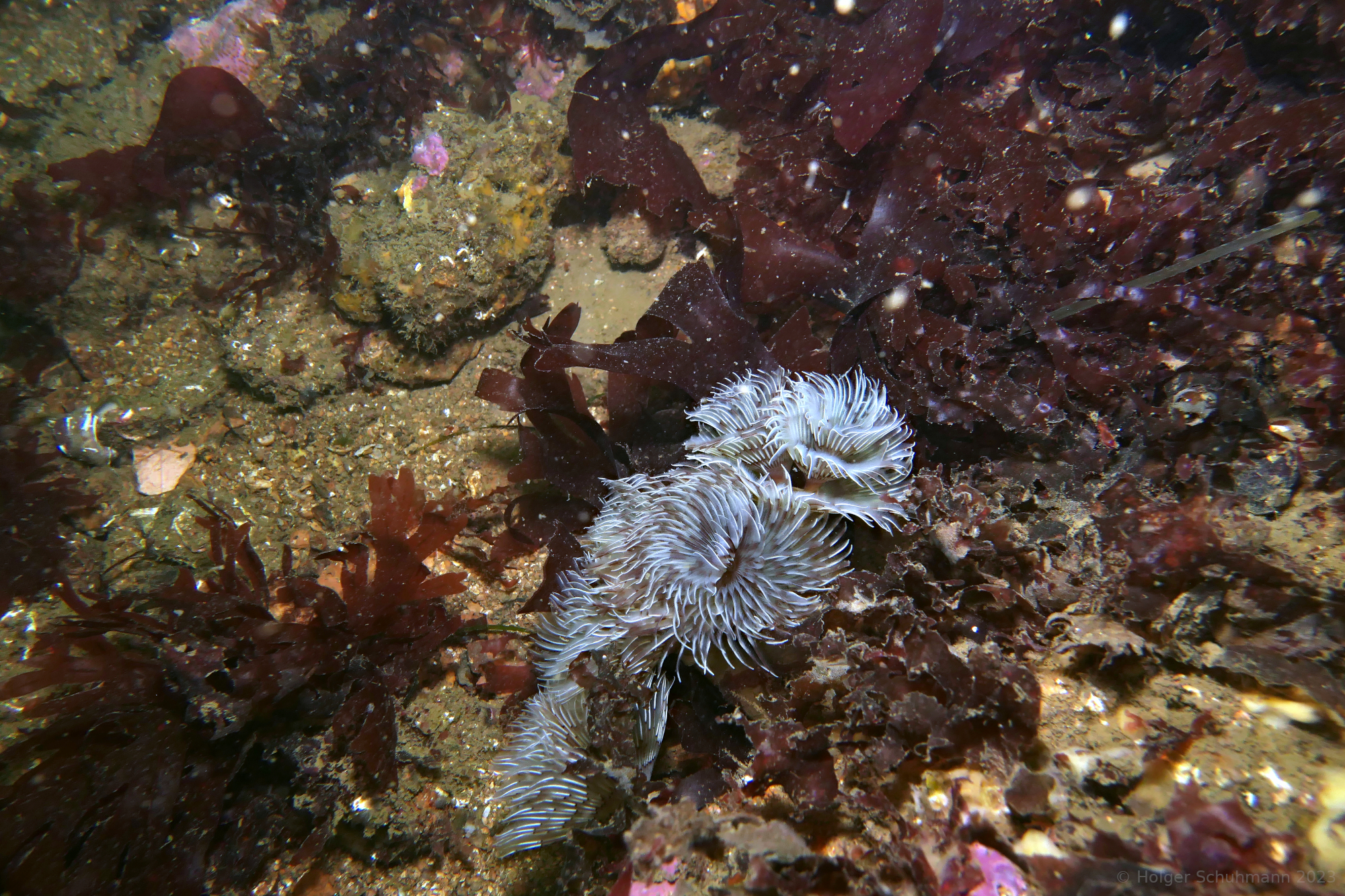 Encrusting sea squirts, sponges, and red seaweeds