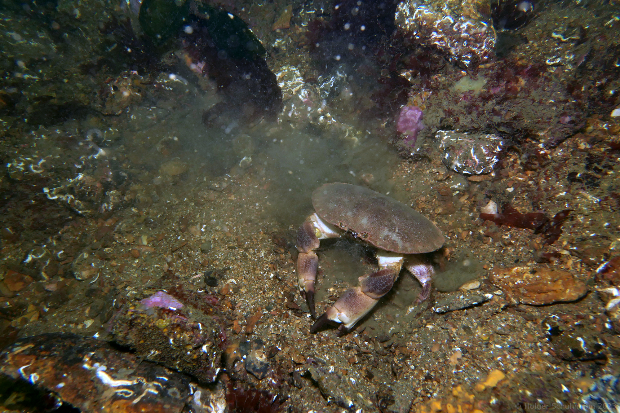 Edible crab kicking up the silt