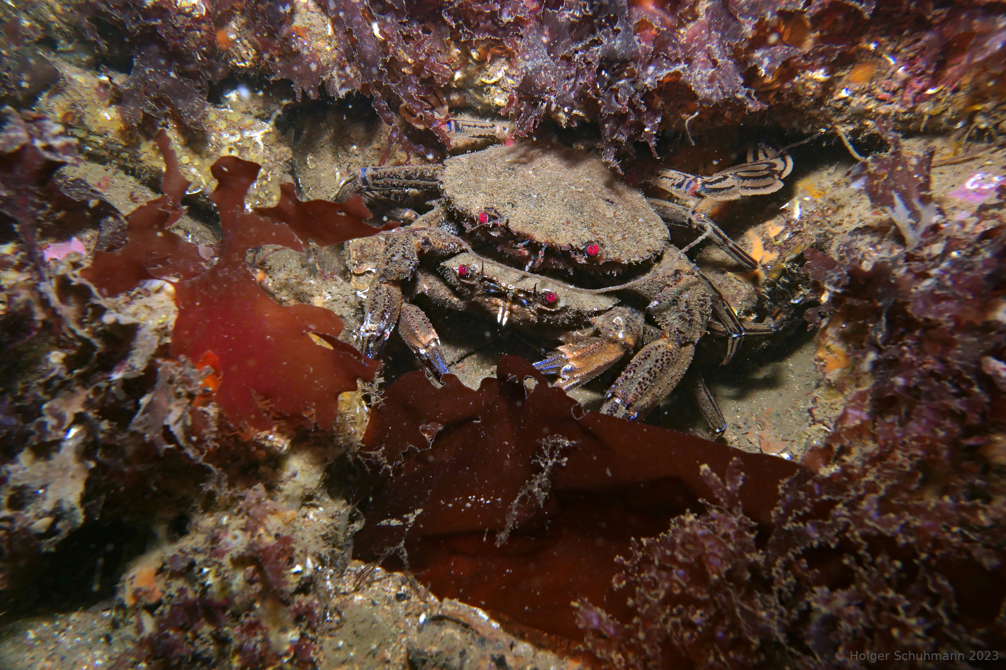 Mating velvet swimming crabs