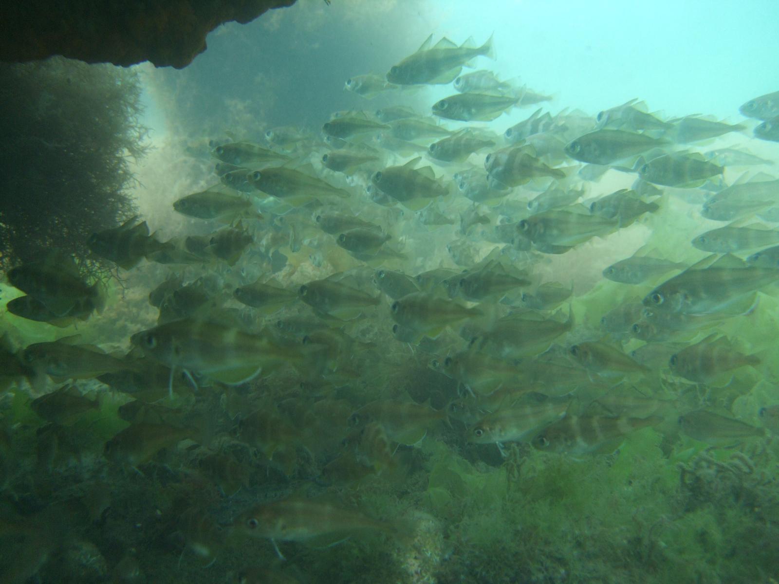 A shoal of fish captured by David