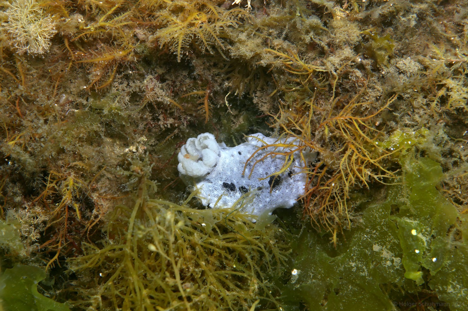 A nudibranch (Jorunna tormentosa) captured seen on our shore dive by Portland castle